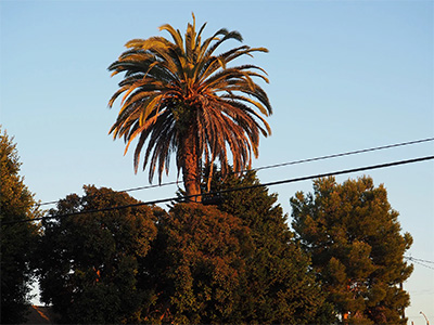 Pica Adventure in Long Beach (feat. DOG OF INFINITE JUDGMENT)