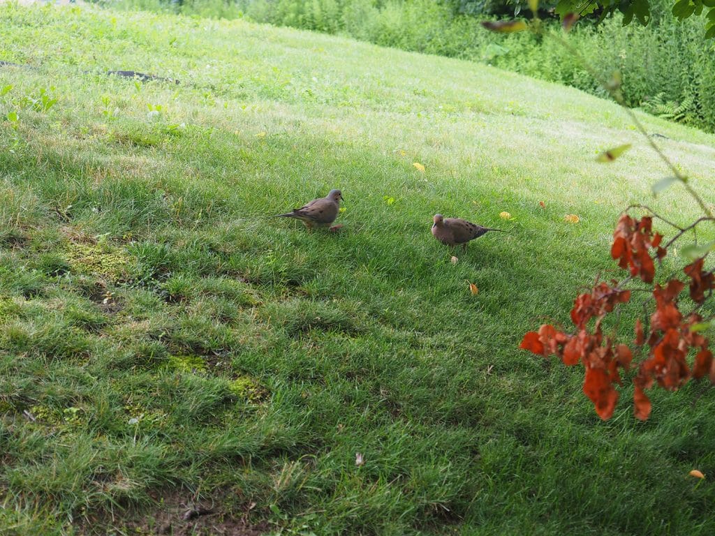 a photo of a pair of mourning doves on a bright grassy hillside, with red leaves to one side in the foreground