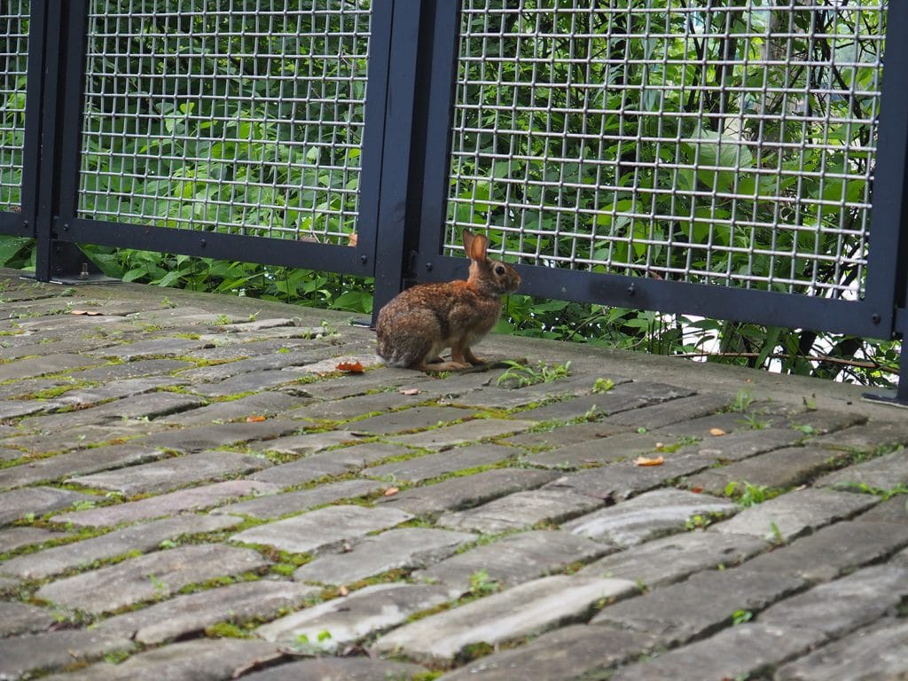 a photo of a rabbit crouching on a brick path